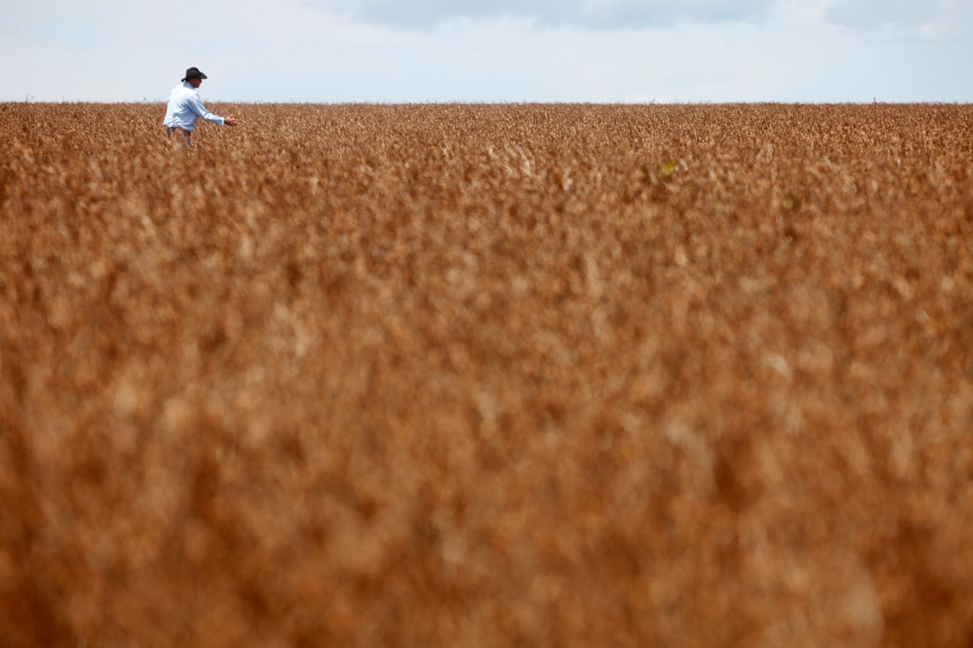 Adido do USDA prevê safra brasileira de soja de 184 milhões de toneladas