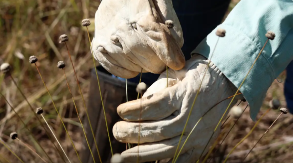 Pesquisadores encontram plantas extintas há 30 anos em área mantida pela Vale em MG