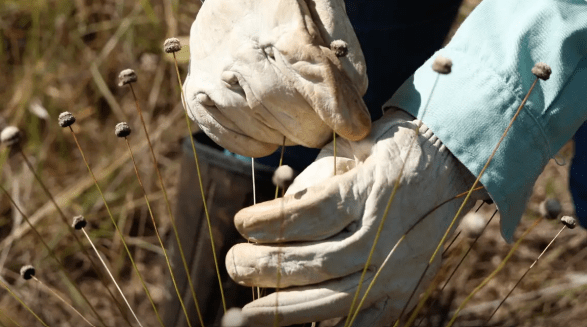 Pesquisadores encontram plantas extintas há 30 anos em área mantida pela Vale em MG