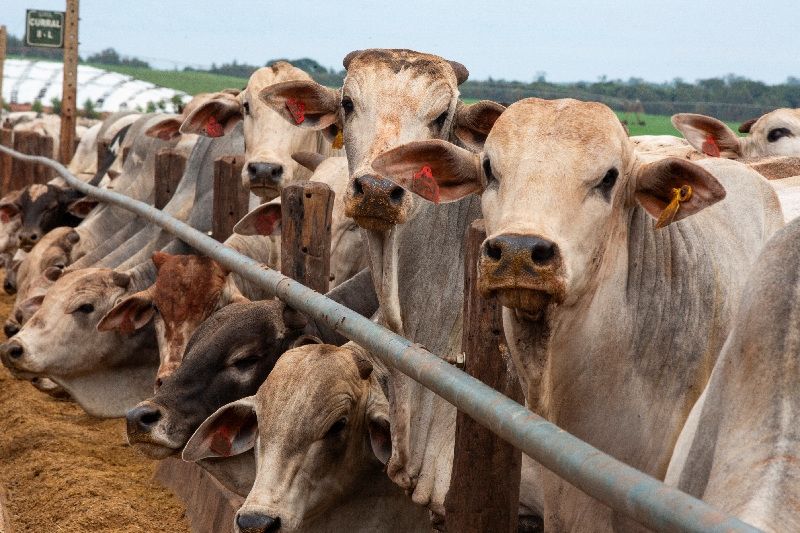 Brasil habilita 21 frigoríficos para exportar carne bovina para a Indonésia