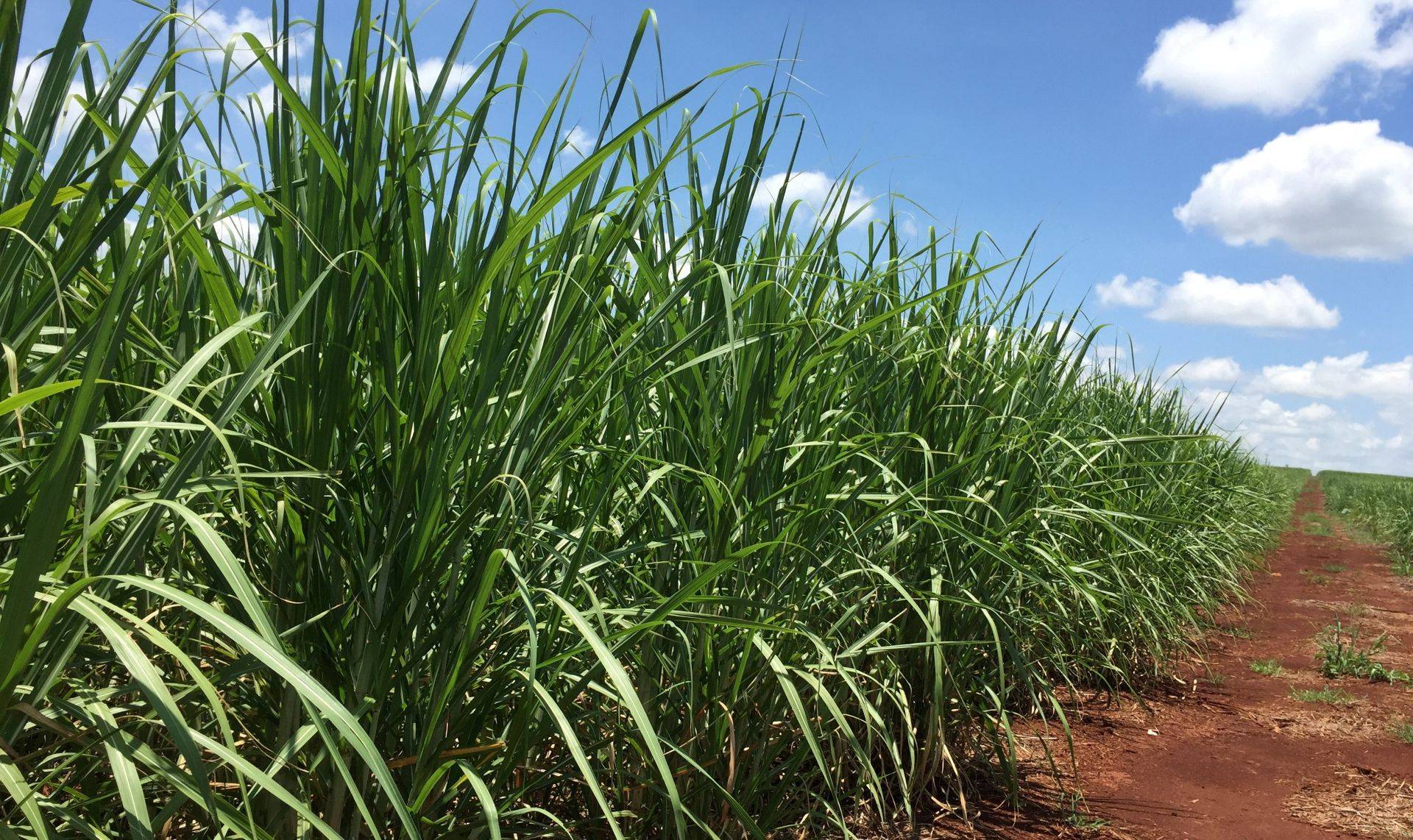 Produção de açúcar do centro-sul cai 4,8% na 2ª quinzena de agosto, indica governo