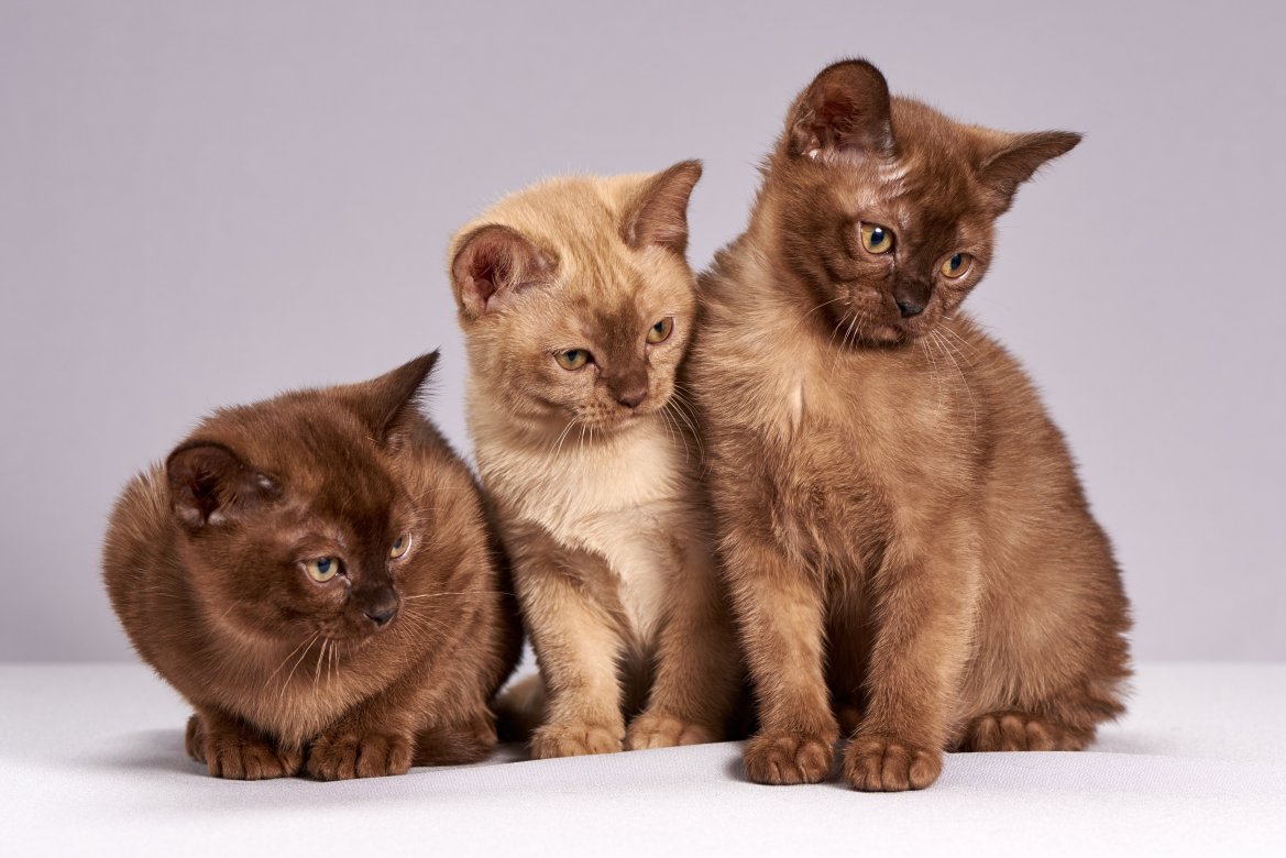 Câncer em gatos revela pistas para tratamentos em humanos; entenda