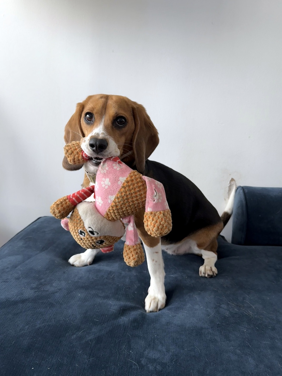 Beagles que não causam alergia? Conheça a nova era da engenharia genética para pets - QTU Questões do Universo
