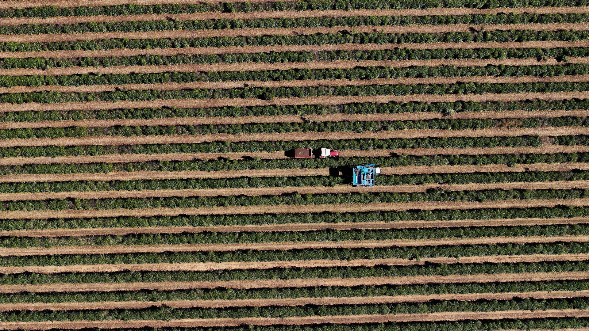Café brasileiro tem florada precoce e nova safra pode chegar mais cedo