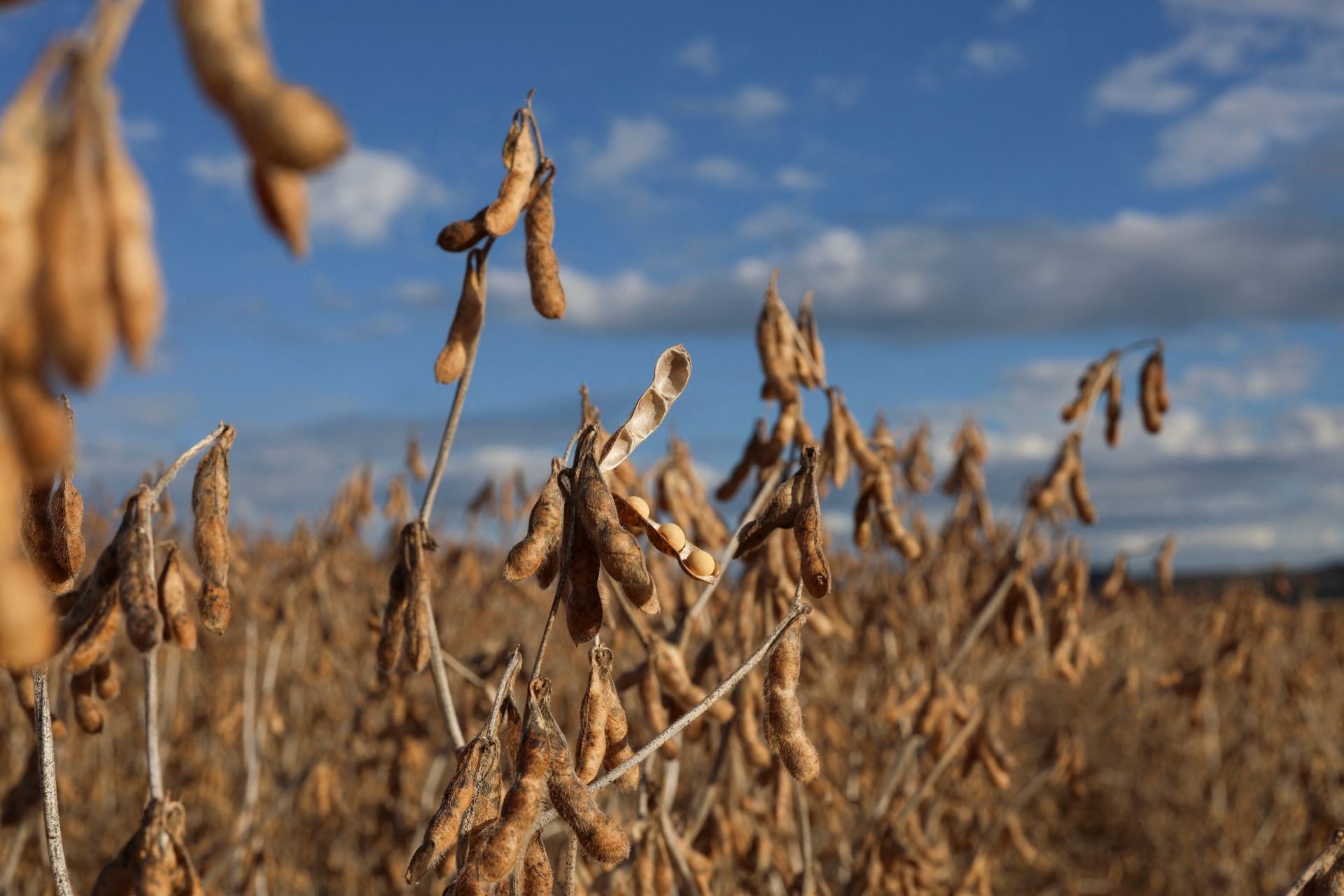 Panorama: Inmet prevê El Niño mais intenso em novembro e lista riscos para a agricultura