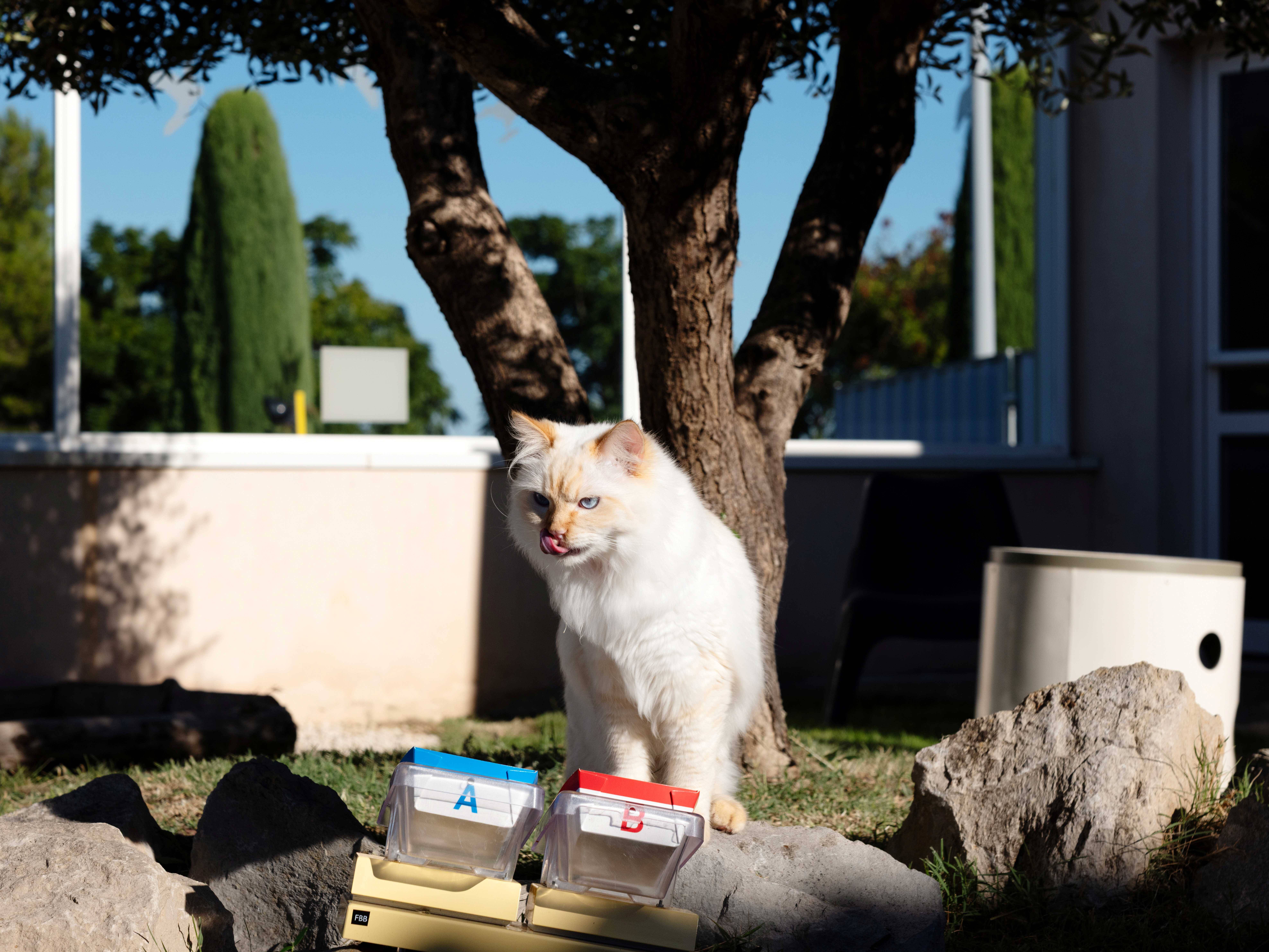 Eles têm quatro patas e paladares exigentes — e testam comida para pets